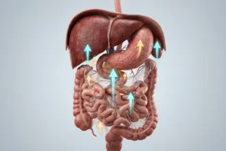 Anatomical visualization of abdominal viscera and mesenteric suspension ligaments during zero-gravity unloading