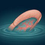 Why fingers wrinkle in water: cross-section illustration of a wrinkled fingertip showing constricting blood vessels beneath the ridged skin