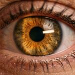 Macro view of human eye showing iris structure and why pupils dilate under illumination
